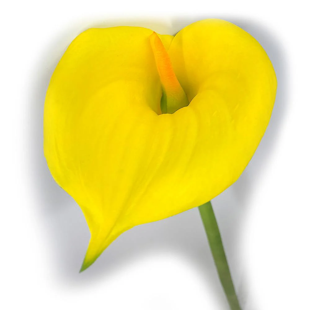 34" Silk Jumbo Calla Lily Flower Spray -Yellow (Pack of 12) - Image 2