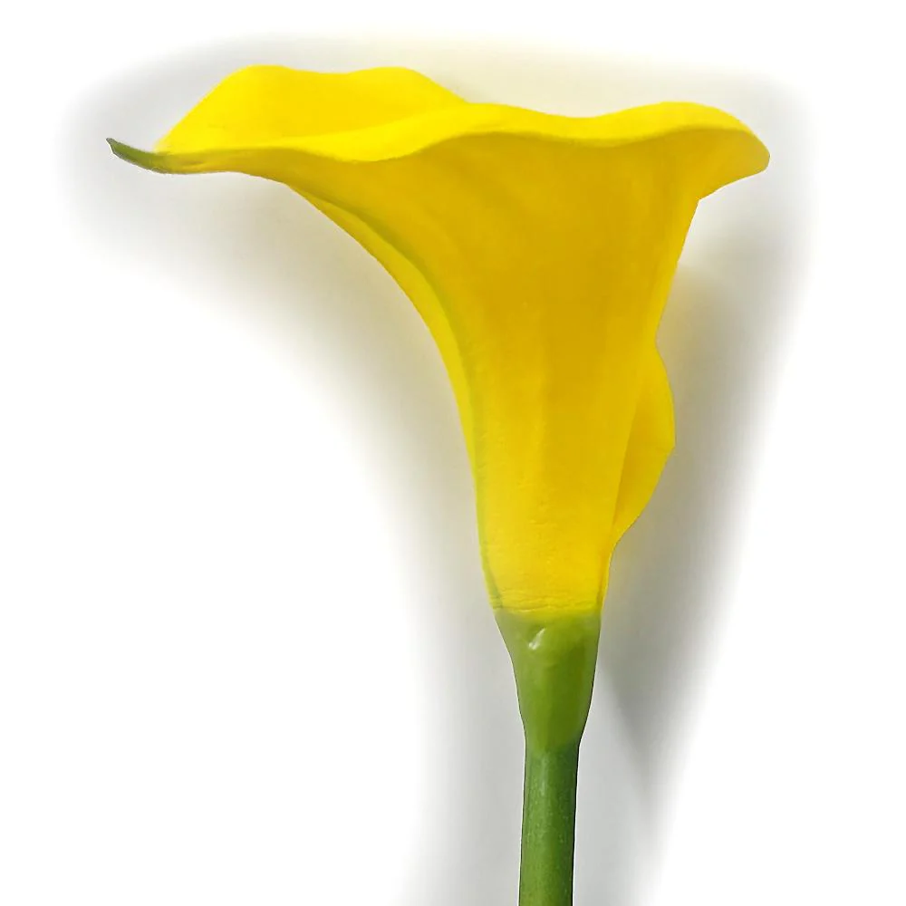 34" Silk Jumbo Calla Lily Flower Spray -Yellow (Pack of 12) - Image 3