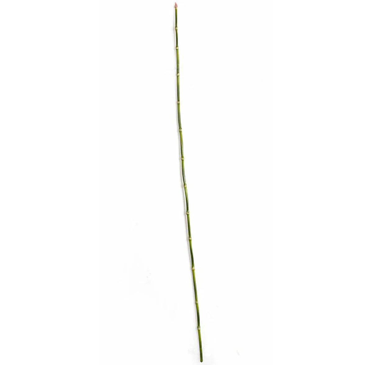 35" Artificial Equisetum Grass Stem -Green (Pack of 24)