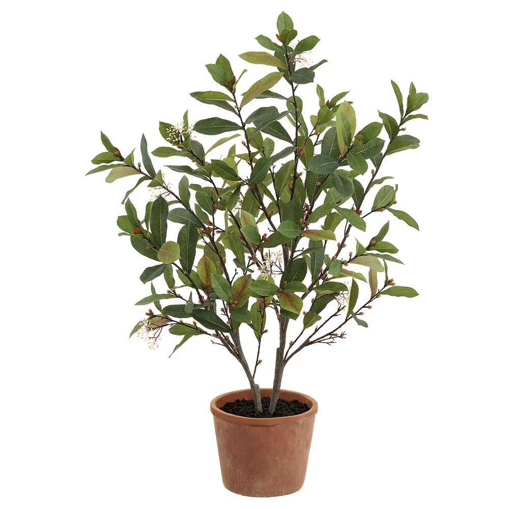 36" Blossoming Photinia Leaf Silk Plant w/Clay Pot -Green