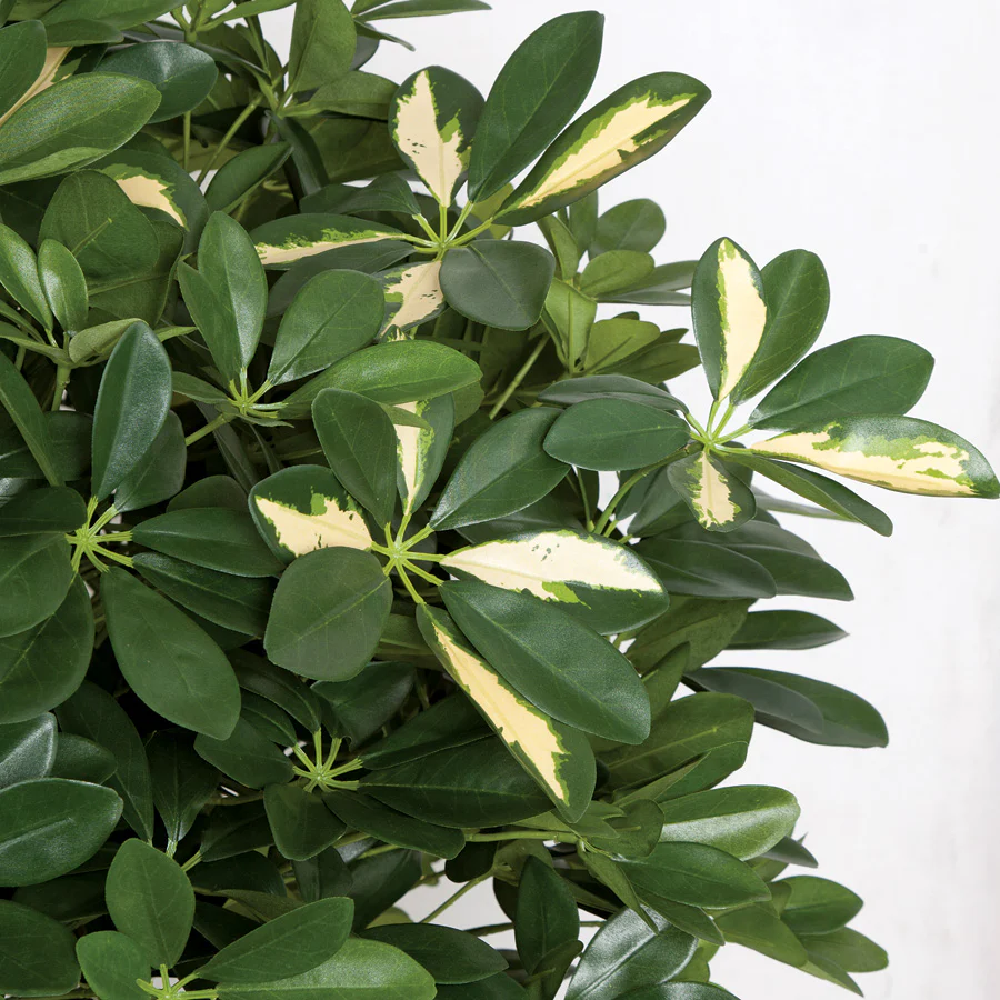 3'7" IFR Schefflera Ball Artificial Tree w/Pot -Green/Yellow - Image 2