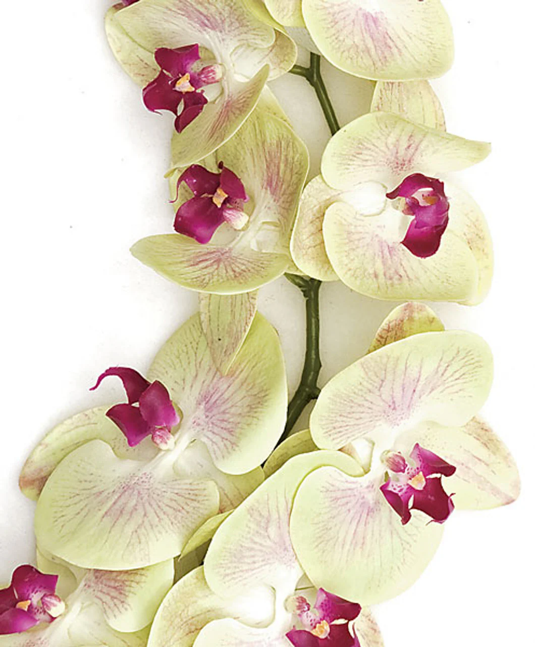 38" Silk Phalaenopsis Orchid Flower Stem -Light Green (Pack of 4) - Image 2