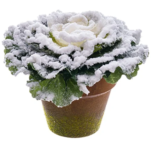 4.5" Flocked Cabbage Artificial Plant w/Papier Mache Pot -Green/Snow (Pack of 12)