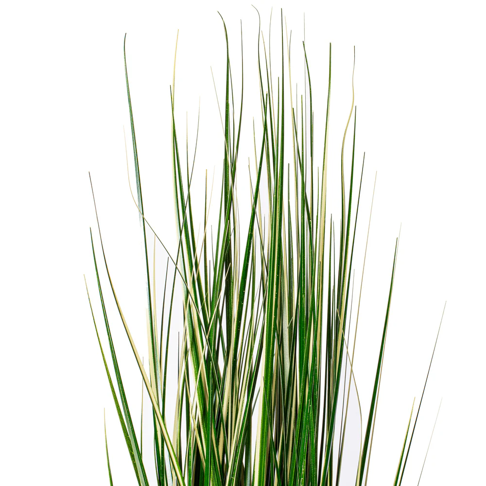4' Outdoor UV-Resistant Artificial Evergold Grass Plant w/Pot -Green/Cream - Image 2