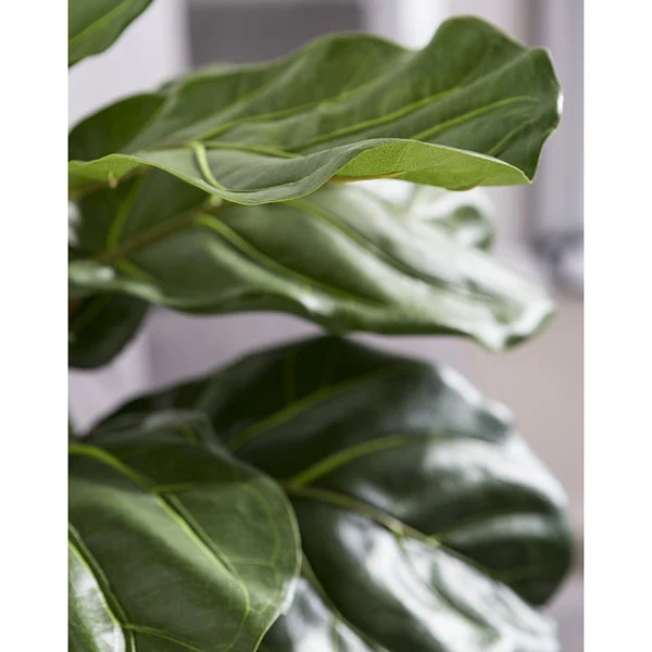 4'10" Silk Fiddle Leaf Fig Tree w/Planter -Green - Image 3