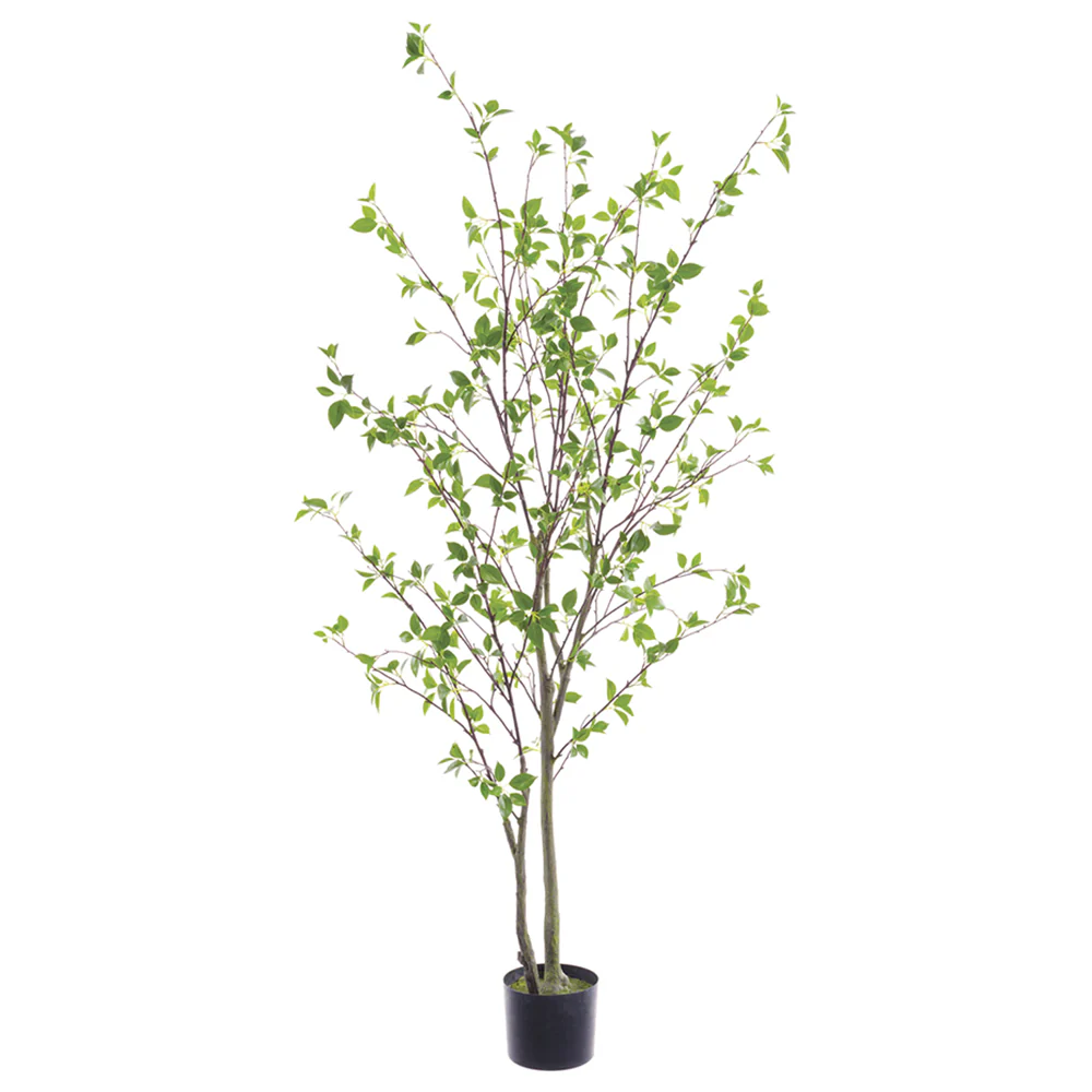 4'11" Cornus Silk Tree w/Pot -Green (Pack of 2)