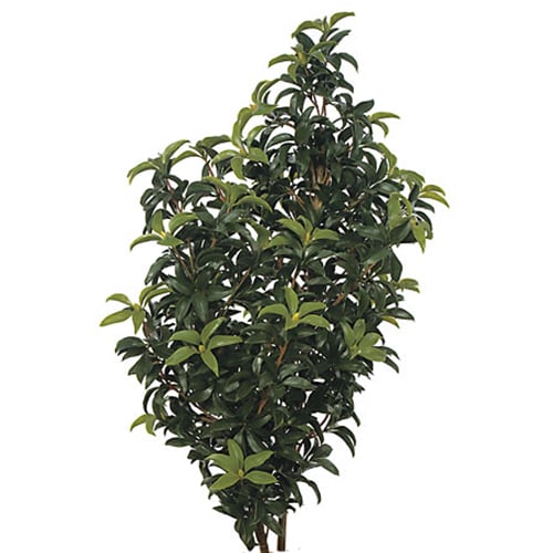 4'2" Outdoor UV-Proof Artificial Mountain Laurel Plant -Green (Pack of 2)