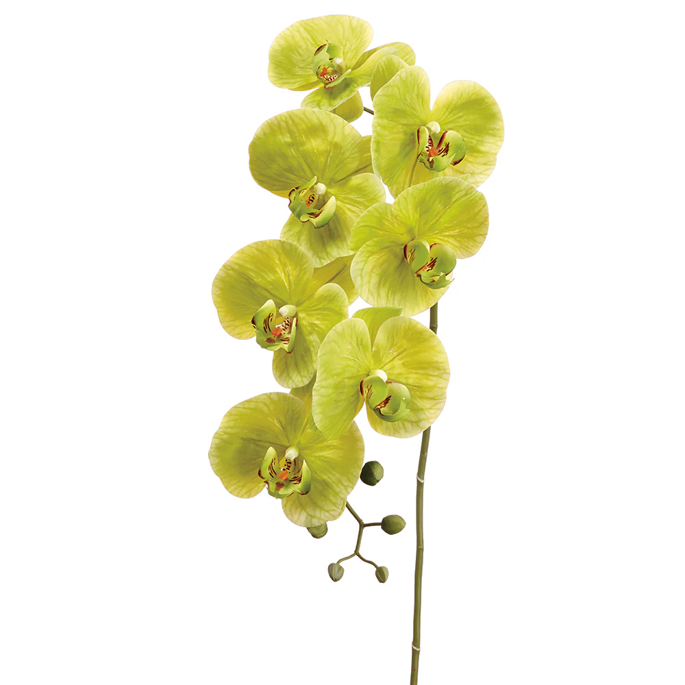 42" Silk Phalaenopsis Orchid Flower Spray -Green (Pack of 6)