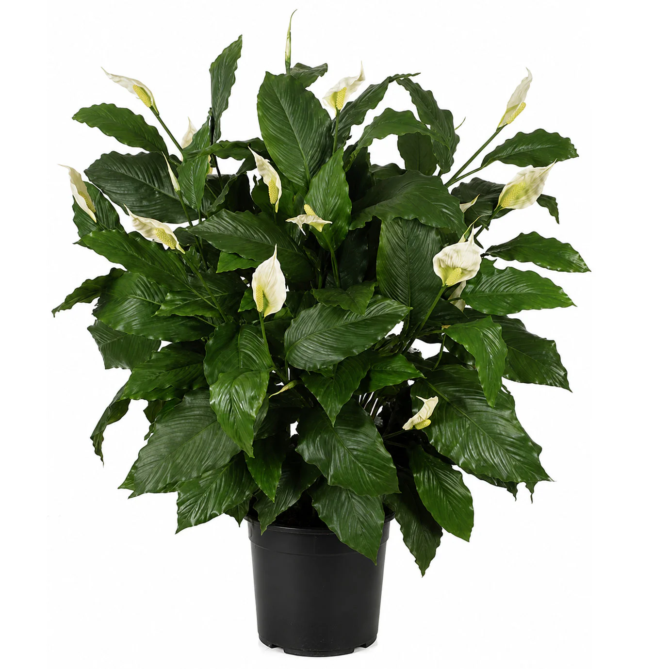 44" Custom-Made Soft-Touch Peace Lily Spathiphyllum Silk Plant w/Pot -Green/Cream