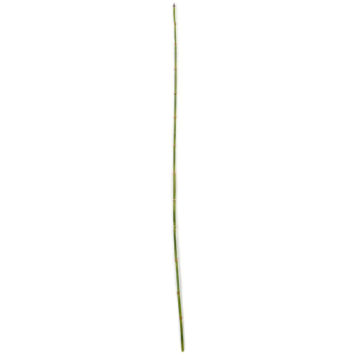 46" Artificial Equisetum Grass Stem -Green (Pack of 12)