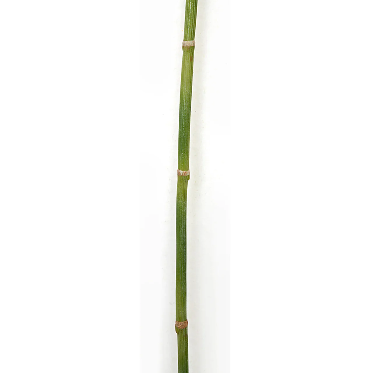 46" Artificial Equisetum Grass Stem -Green (Pack of 12) - Image 3
