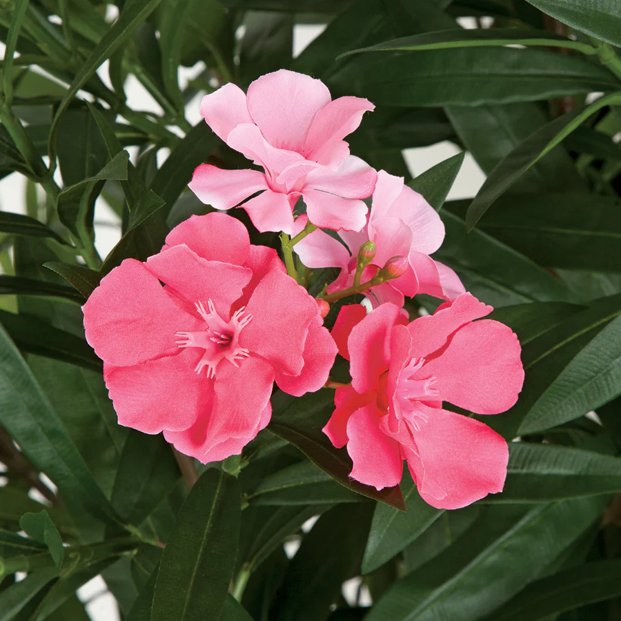 4'6" Oleander Flower Silk Tree w/Pot -2 Tone Pink - Image 2