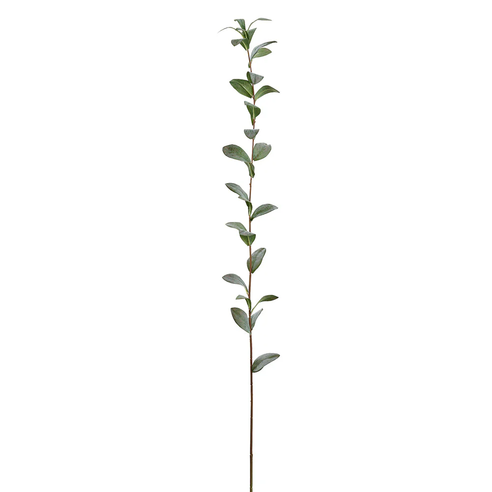 47" Ruscus Hypophyllum Leaf Artificial Stem -Green/Gray (Pack of 12)