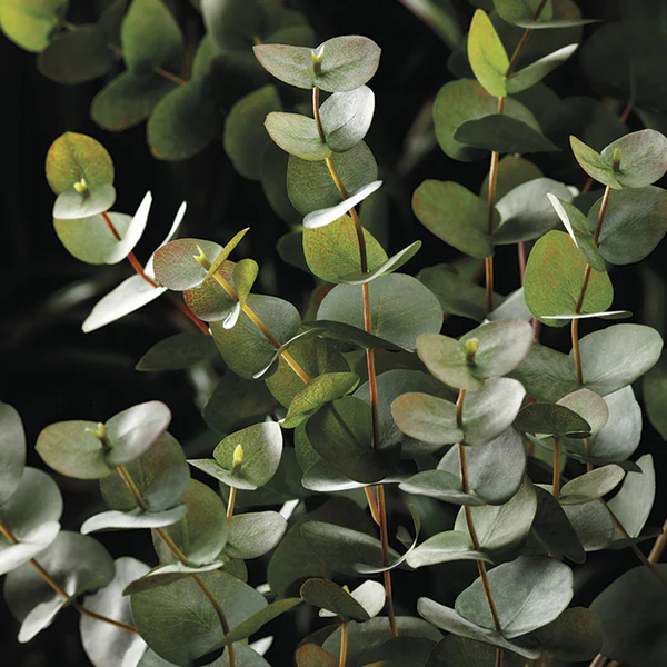 49" Eucalyptus Silk Plant -Green/Gray (Pack of 2) - Image 2