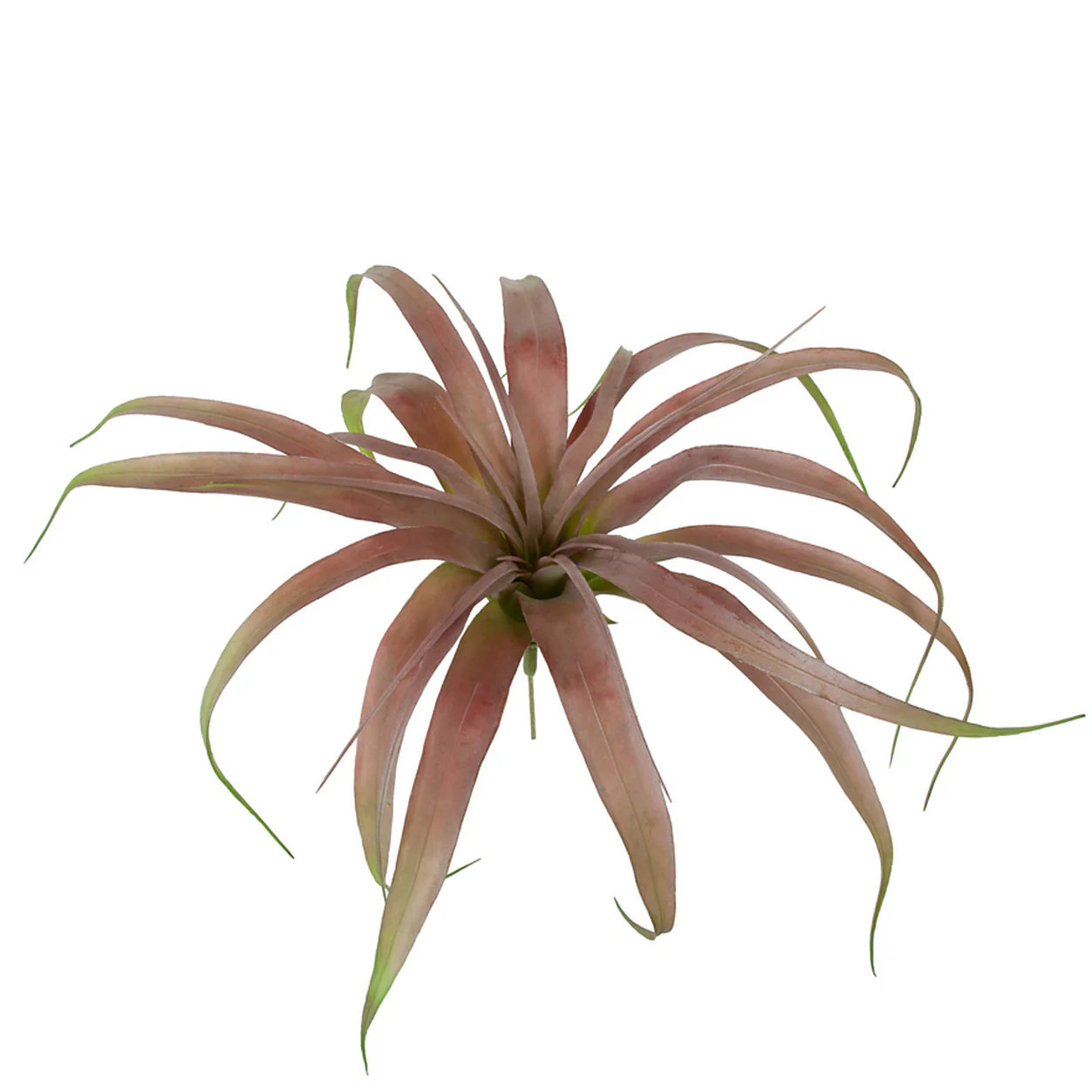 5.5" Artificial Tillandsia Air Plant -Burgundy (Pack of 6)