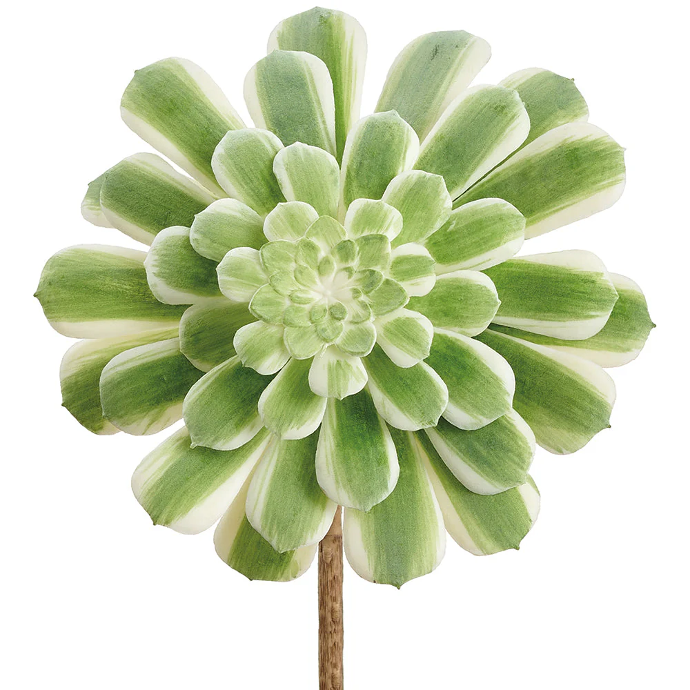 5.5" Real Touch Emerald Ice Aeonium Succulent Artificial Stem Pick -Green/Variegated (Pack of 12)
