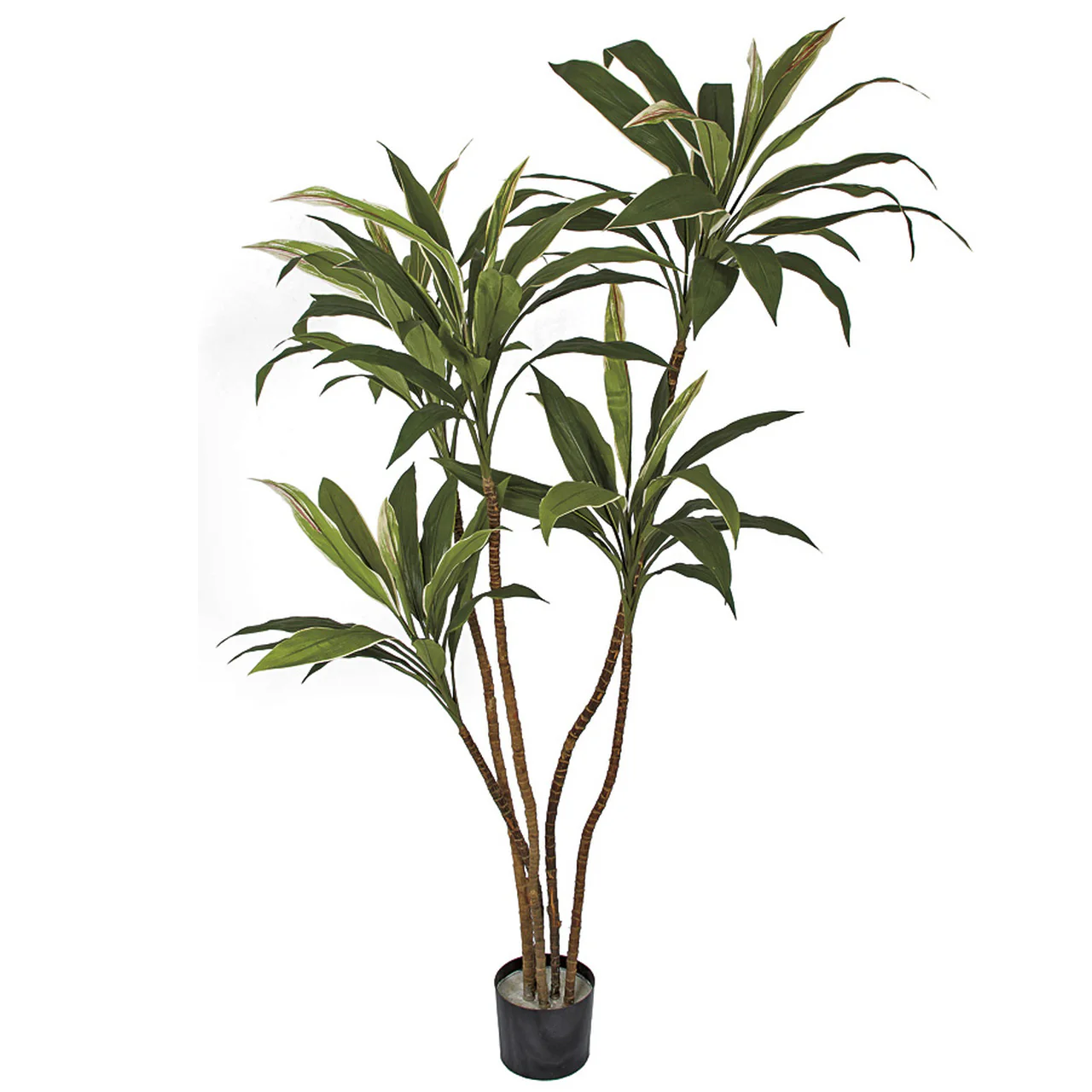 5' Cordyline Silk Plant w/Pot -Green/Cream