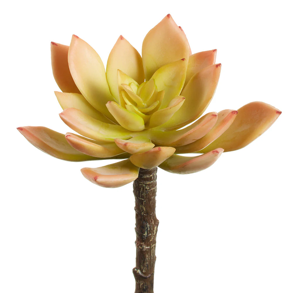 5" Echeveria Succulent Artificial Stem Pick -Green/Peach (Pack of 12)