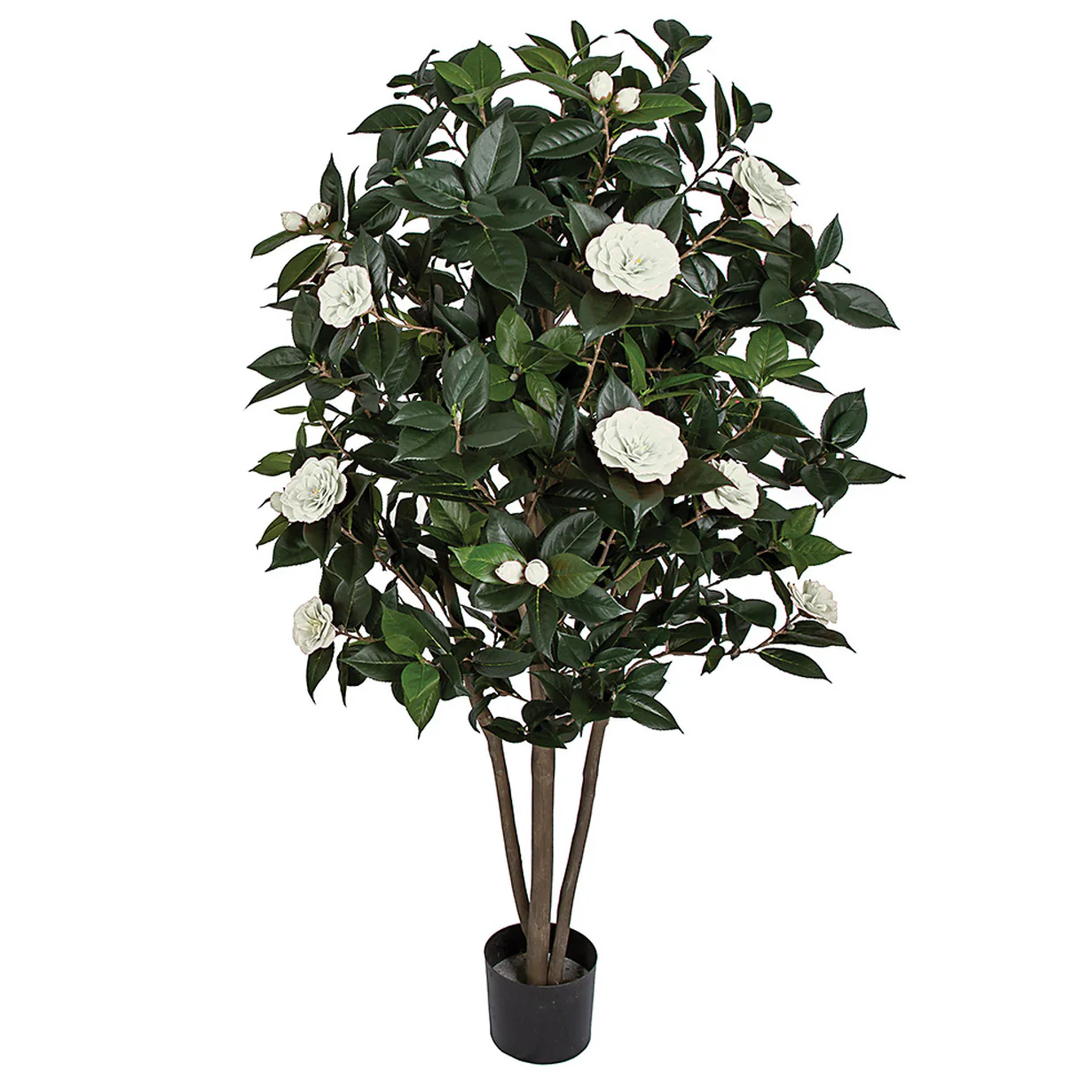 5' Flowering Camellia Silk Tree w/Pot -Cream