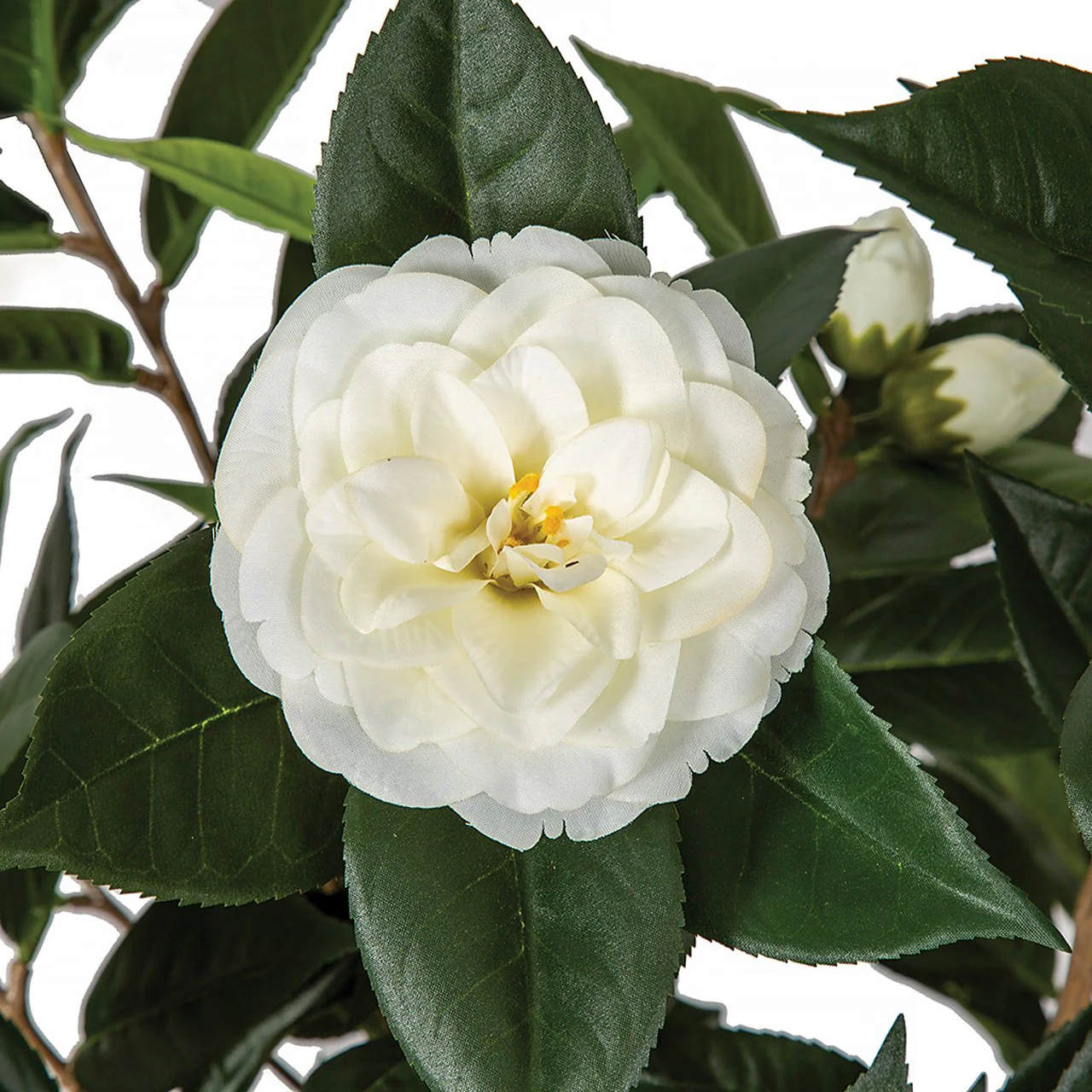 5' Flowering Camellia Silk Tree w/Pot -Cream - Image 2