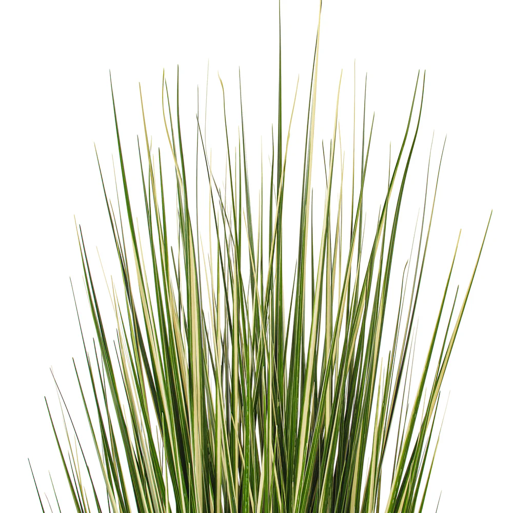 5' Outdoor UV-Resistant Artificial Evergold Grass Plant w/Pot -Green/Cream - Image 4