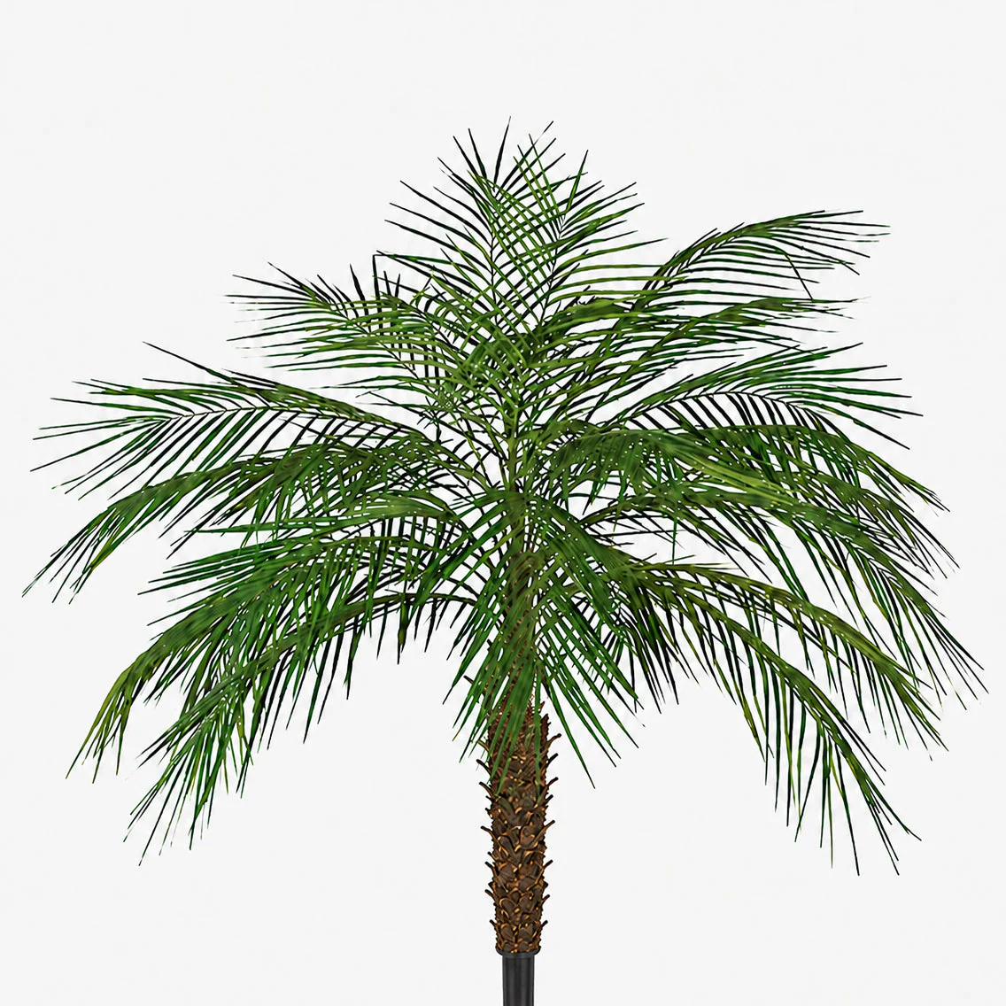 5' Phoenix Silk Palm Leaf Tree -Green