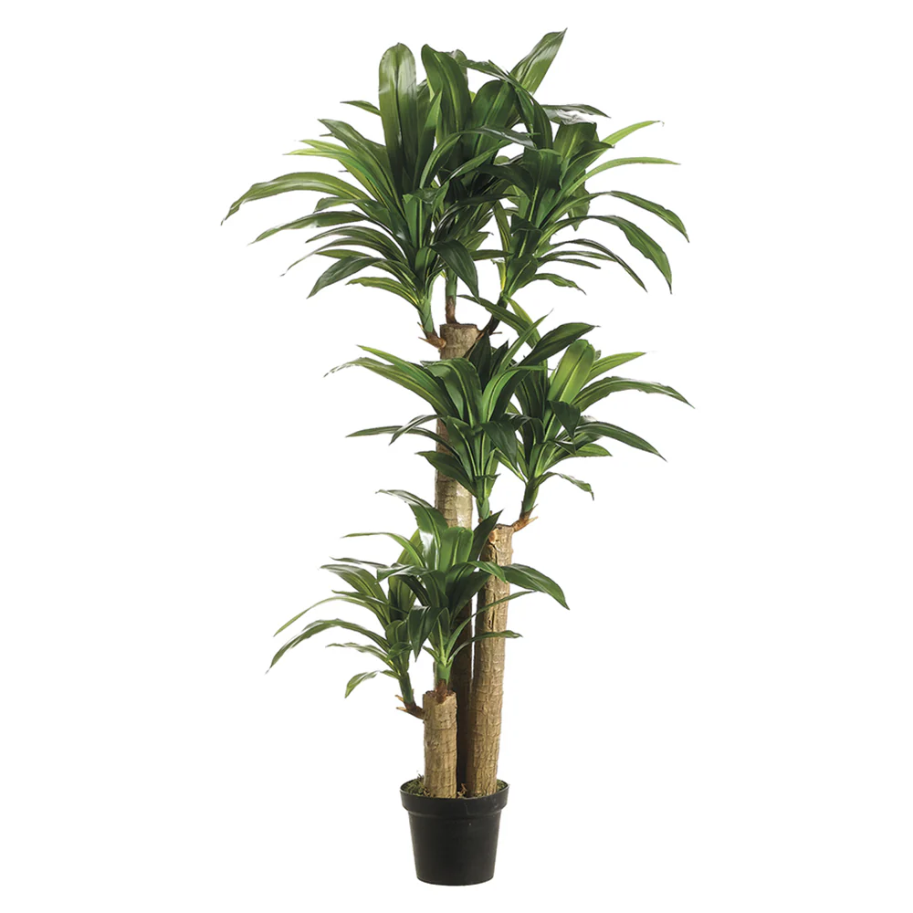 5' Triple Trunk Dracaena Silk Corn Tree w/Pot -2 Tone Green