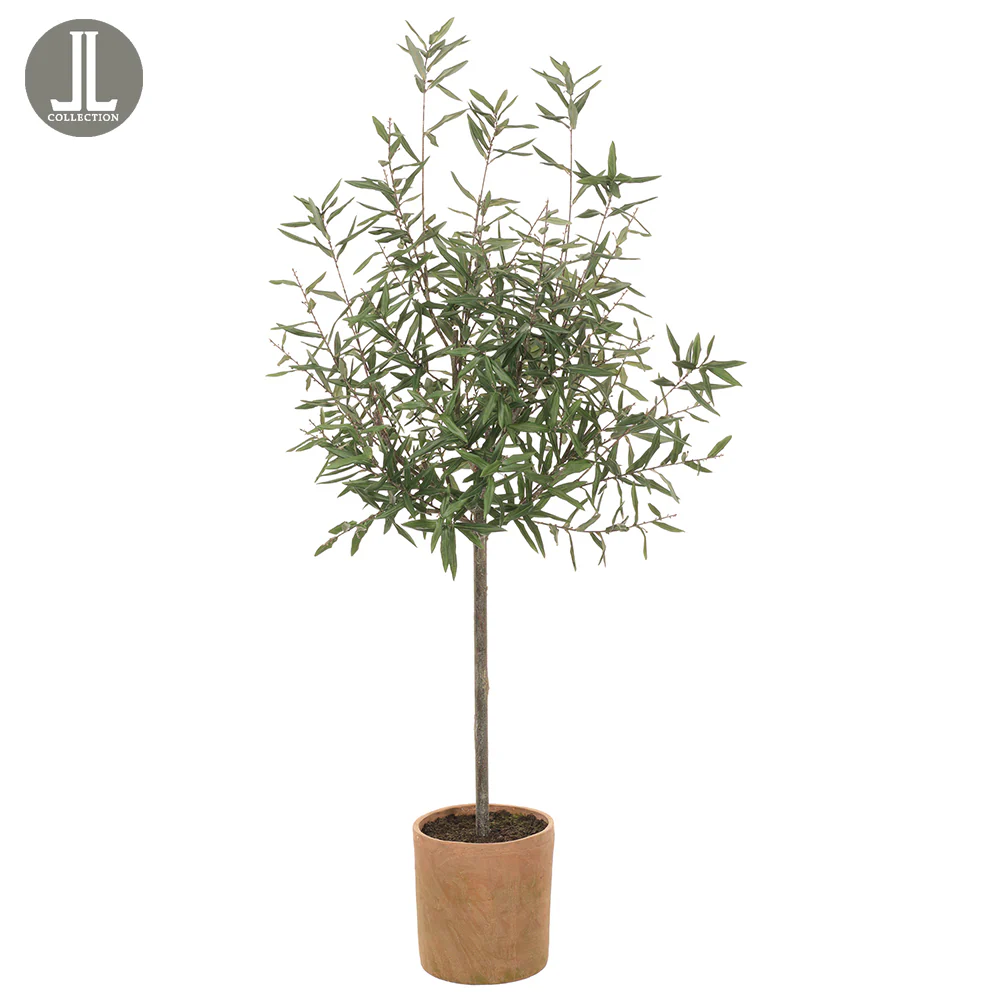 5'10" Silk Olive Tree w/Clay Pot -Green