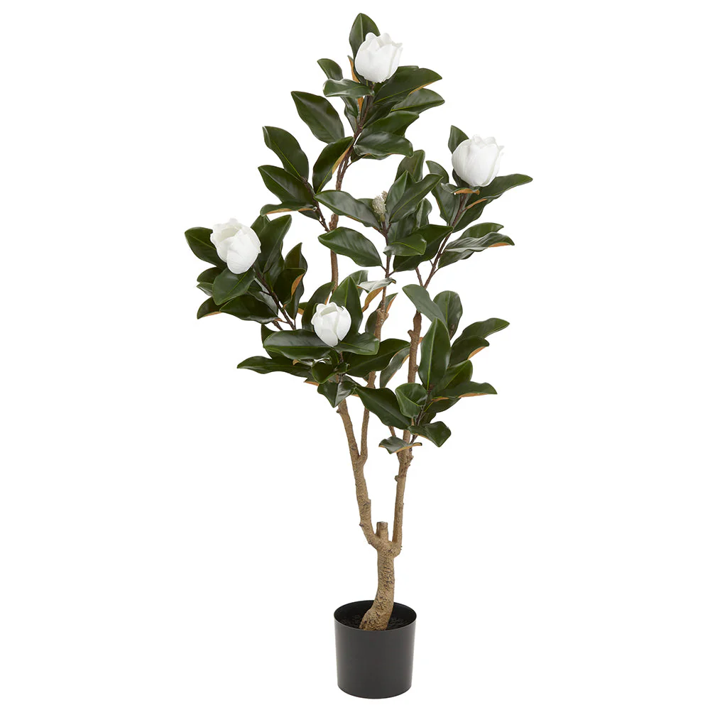 5'2" Flowering Magnolia Silk Tree w/Pot -White