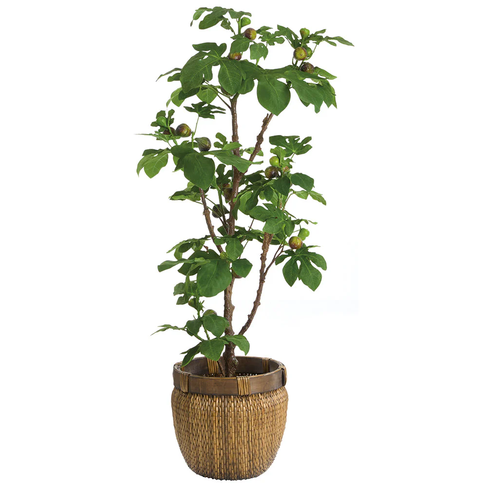 5'4"Hx30"W Silk Fig & Fruit Tree w/Basket -Green