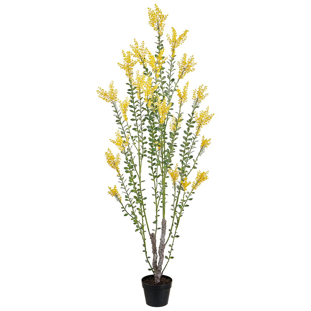 5'5" Flowering Mimosa Leaf Silk Tree w/Plastic Pot -Yellow