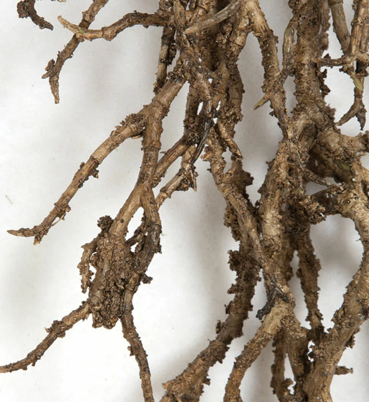 5'6" Artificial Coral Twig Vine -Brown (Pack of 4) - Image 2