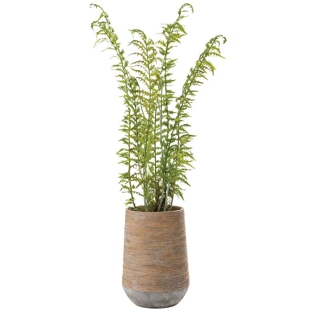 5'6"Hx32"W Fern Artificial Plant w/Cement Planter -Green