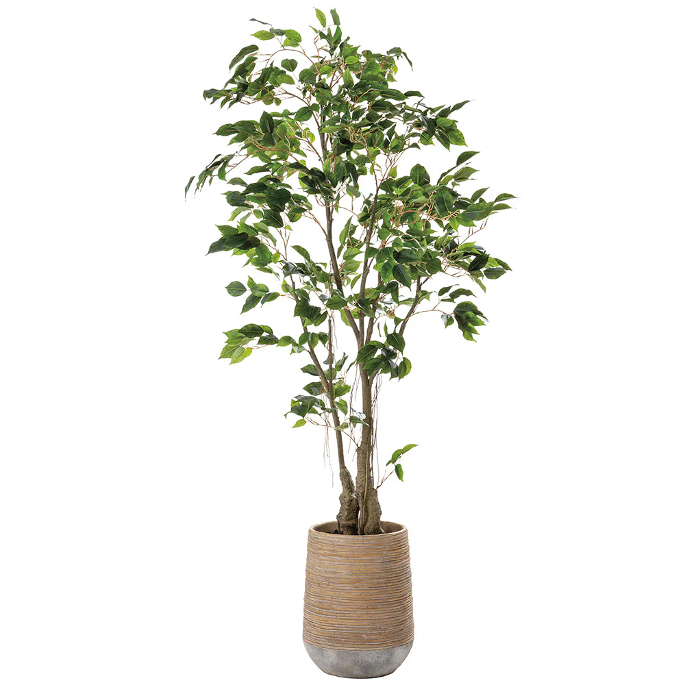 5'6"Hx32"W Ficus Leaf Artificial Tree w/Cement Planter -Green