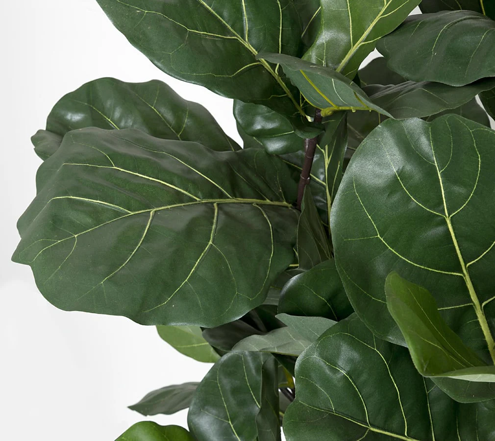 5'8" Fiddle Leaf Fig Artificial Tree w/Pot -Green - Image 2
