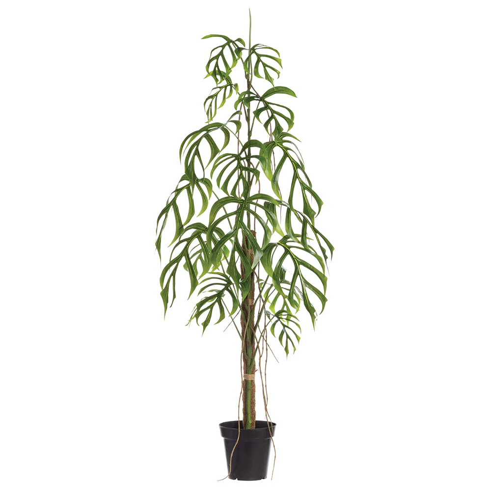 5'9" Monstera Dilacerata Leaf Silk Plant w/Plastic Pot -Green