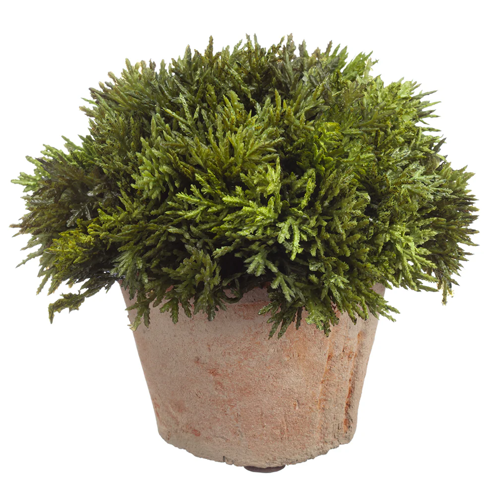 6" Artificial Cypress Plant w/Clay Pot -Green (Pack of 12)