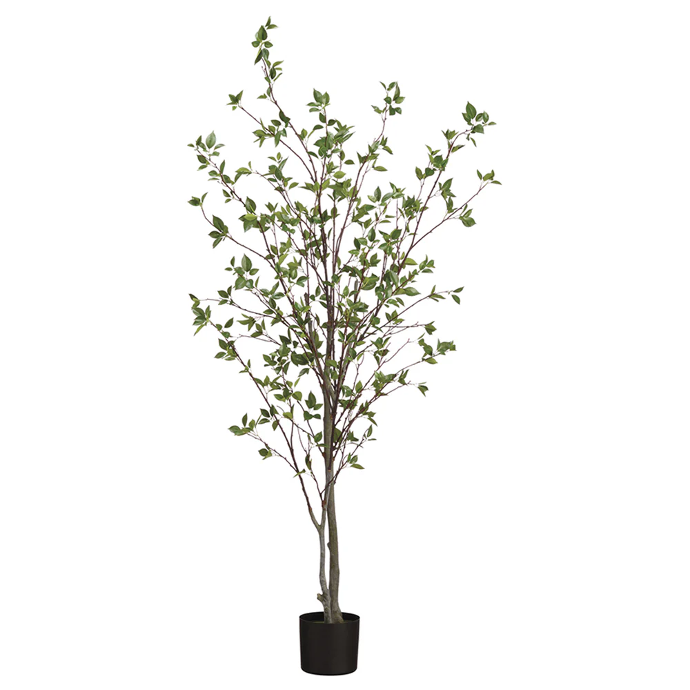 6' Cornus Silk Tree w/Pot -Green (Pack of 2)