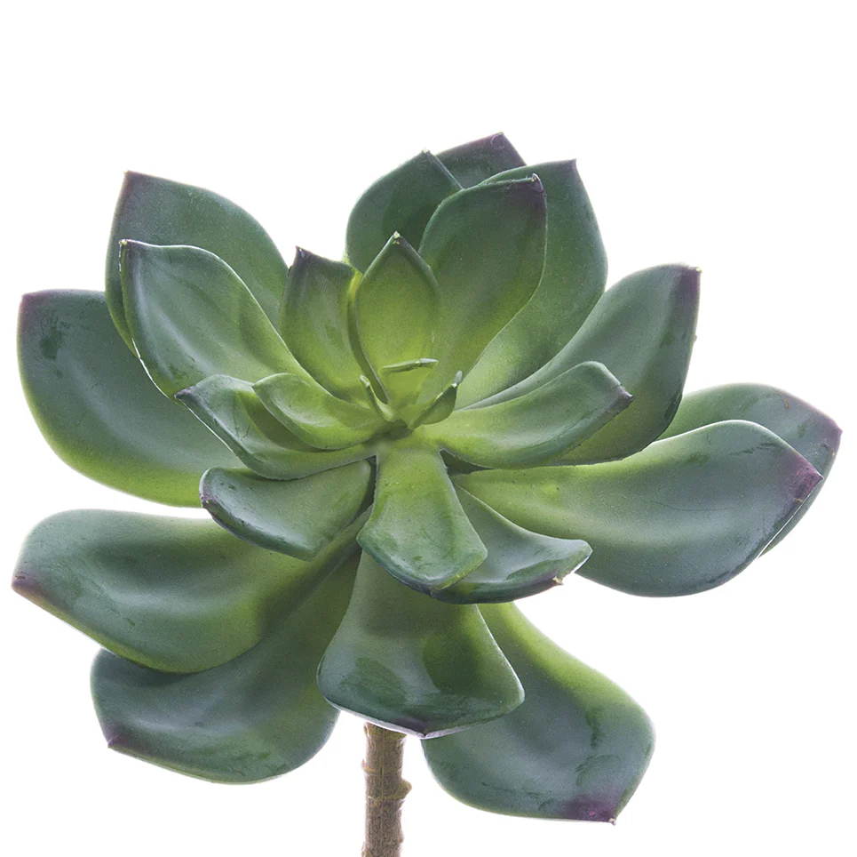 6" Echeveria Artificial Stem Pick -Green (Pack of 12)