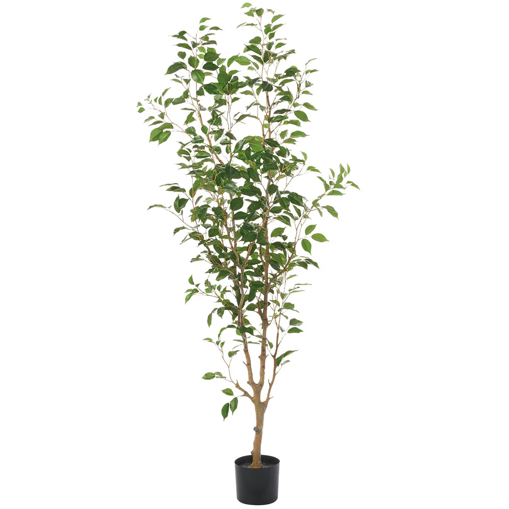 6' Ficus Benjamina Leaf Silk Tree w/Pot -Green (Pack of 2)