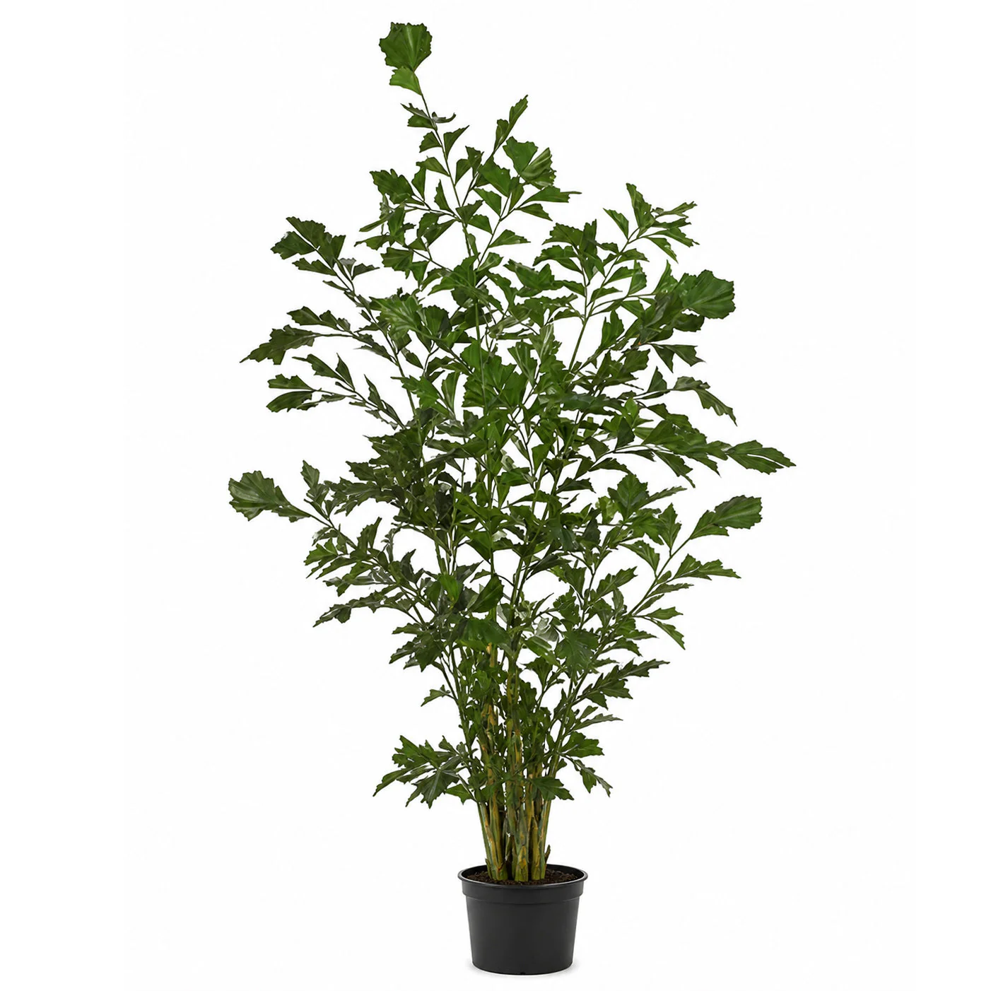 6' Fishtail Artificial Palm Tree w/Pot -Green