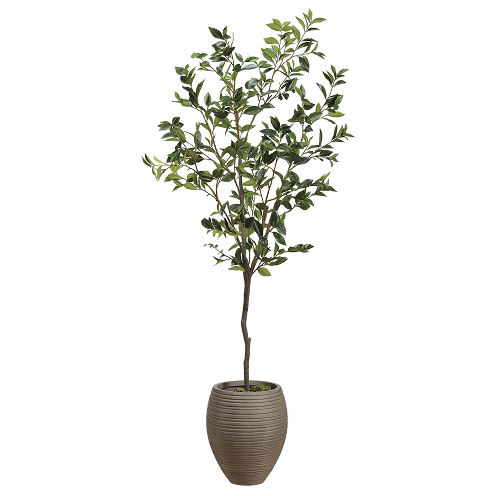 6' Laurel Silk Tree w/Fiber Clay Planter -Green