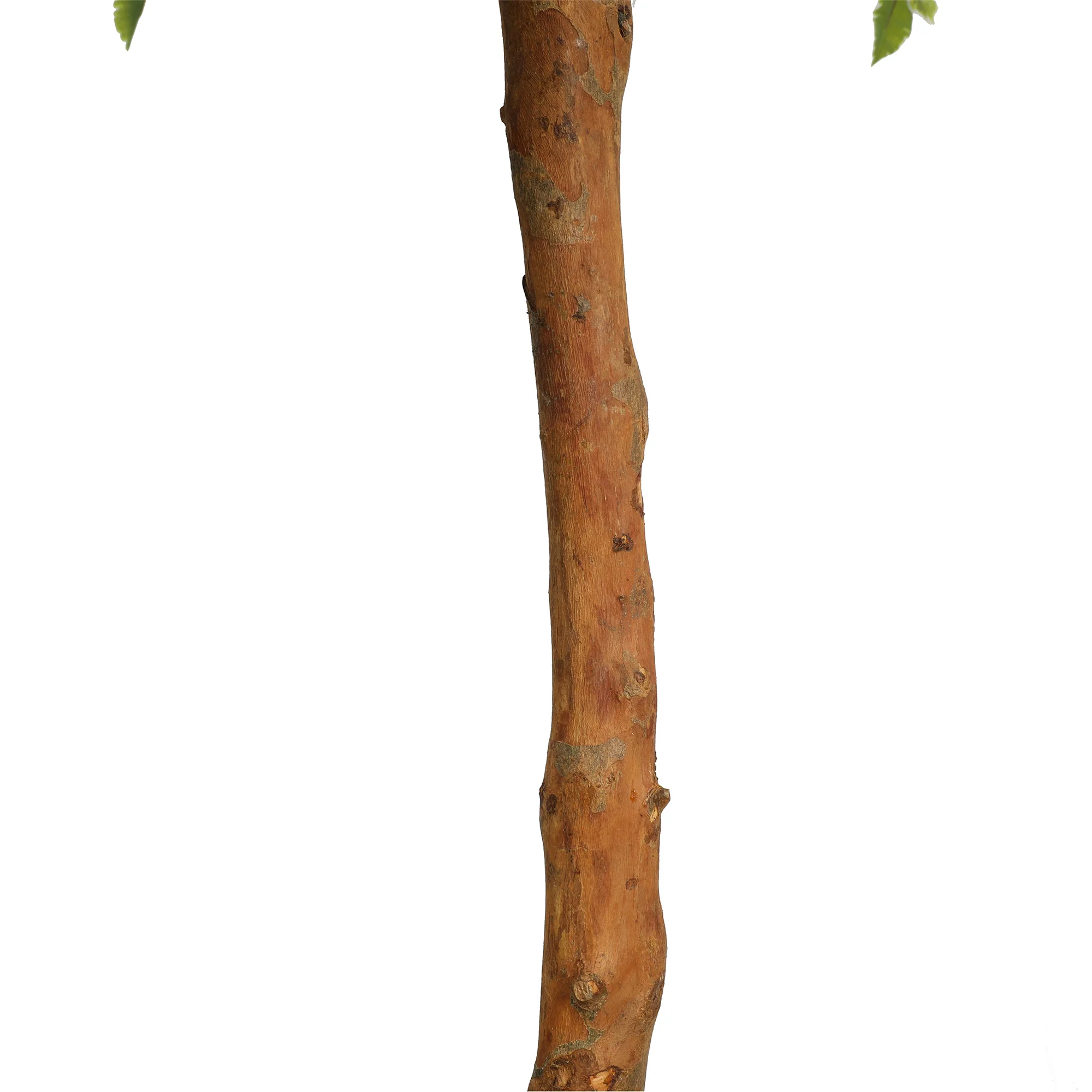 6' Natural Trunk Silk Ficus Tree w/Pot -Variegated - Image 3