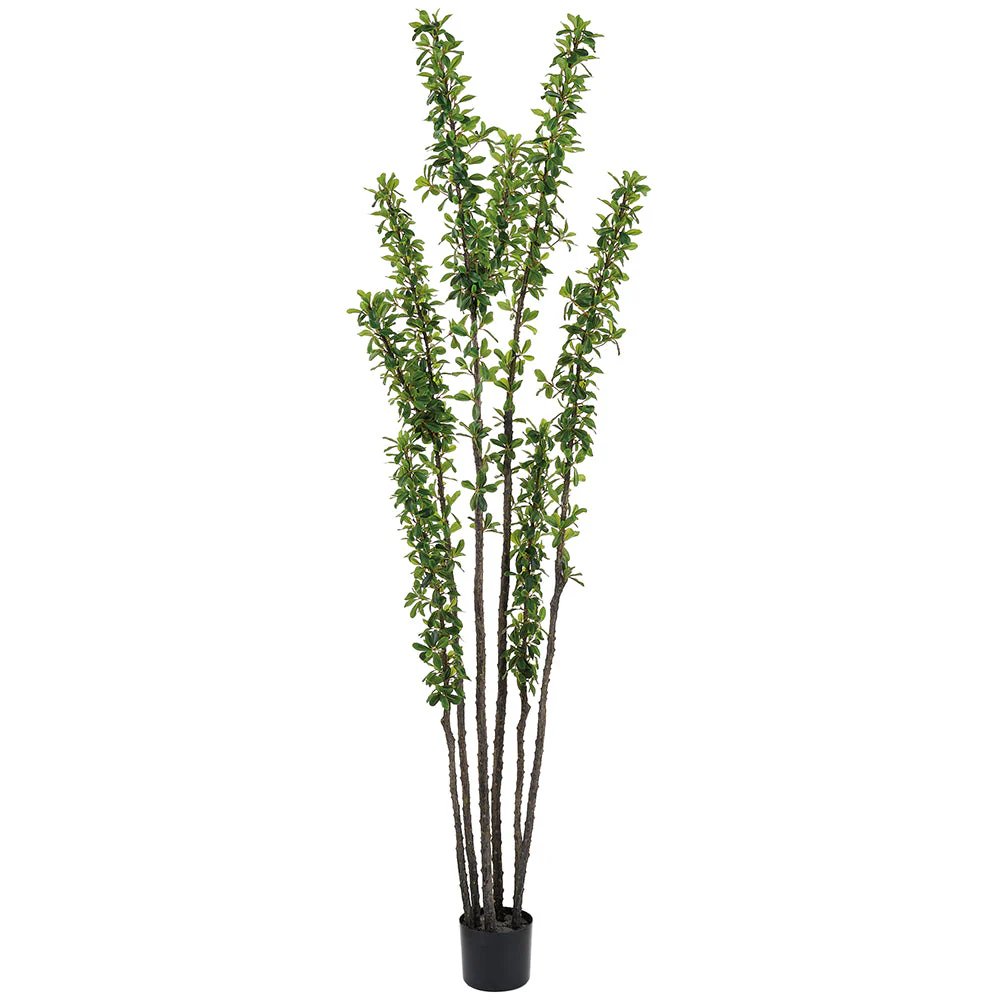 6' Ocotillo Desert Coral Artificial Tree w/Plastic Pot -Green