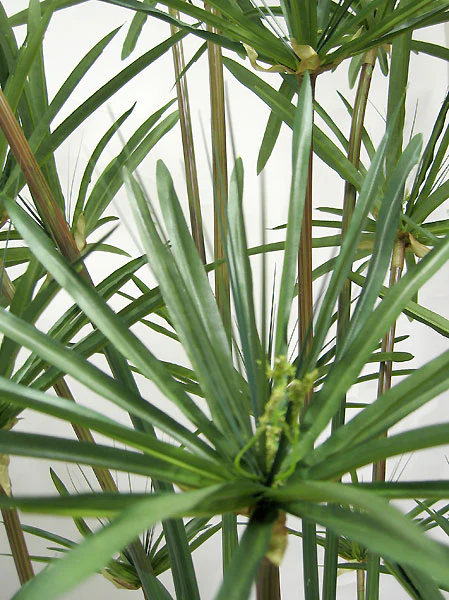 6' Papyrus Grass Silk Plant w/Pot -Green - Image 2