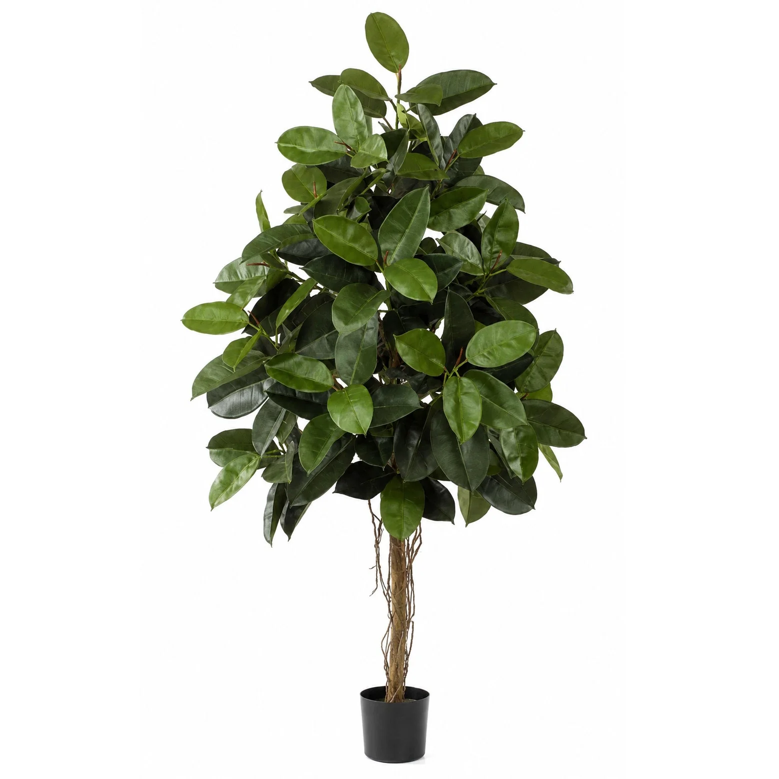 6' Rubber Silk Tree w/Pot & Air Roots -Green