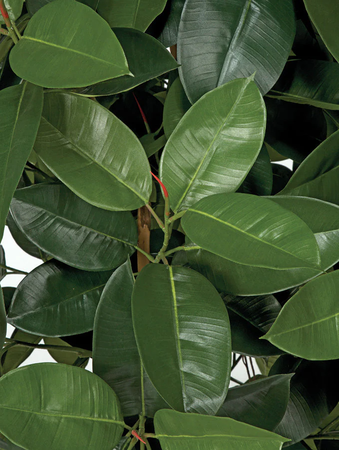 6' Rubber Silk Tree w/Pot & Air Roots -Green - Image 2