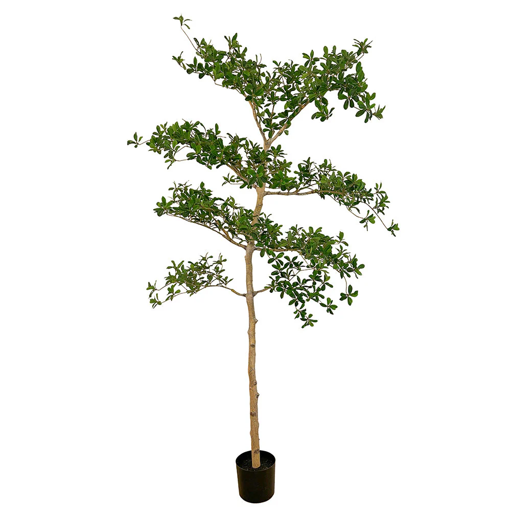 6' Shady Lady Olive Silk Tree w/Pot -Green