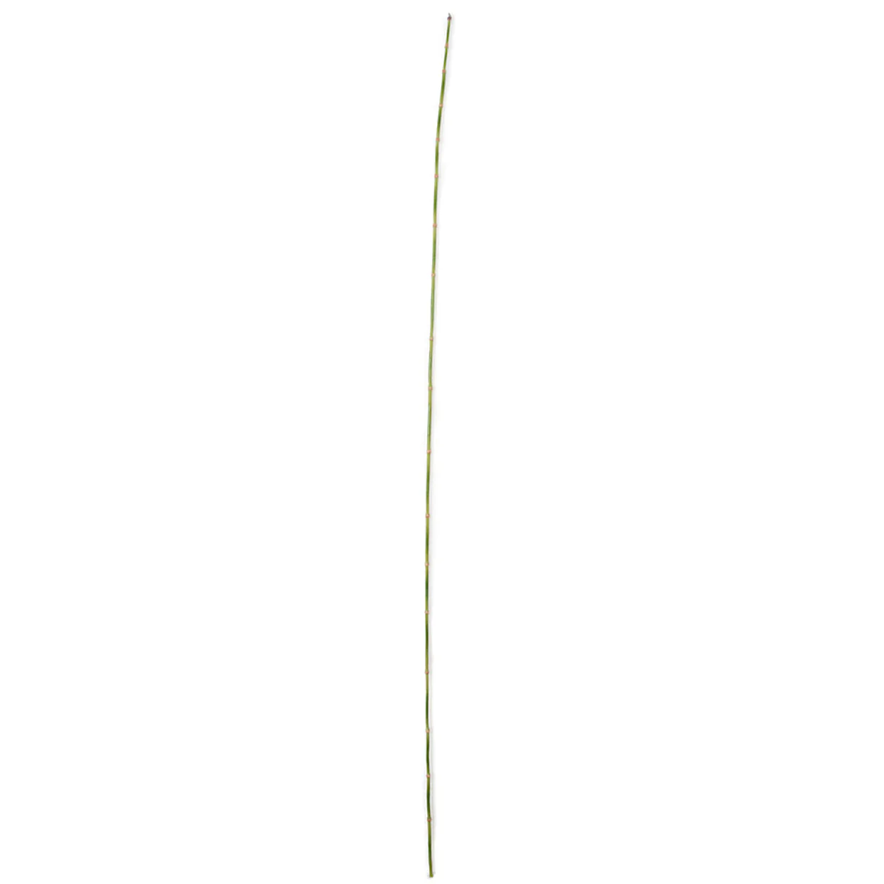 60" Artificial Equisetum Grass Stem -Green (Pack of 12)
