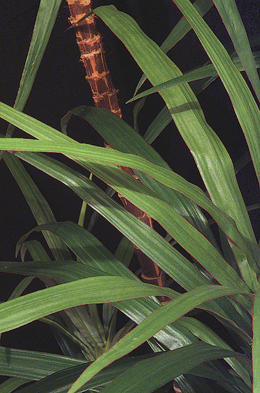 6'6" Dracaena Marginata Silk Tree w/Pot -Green/Red - Image 2